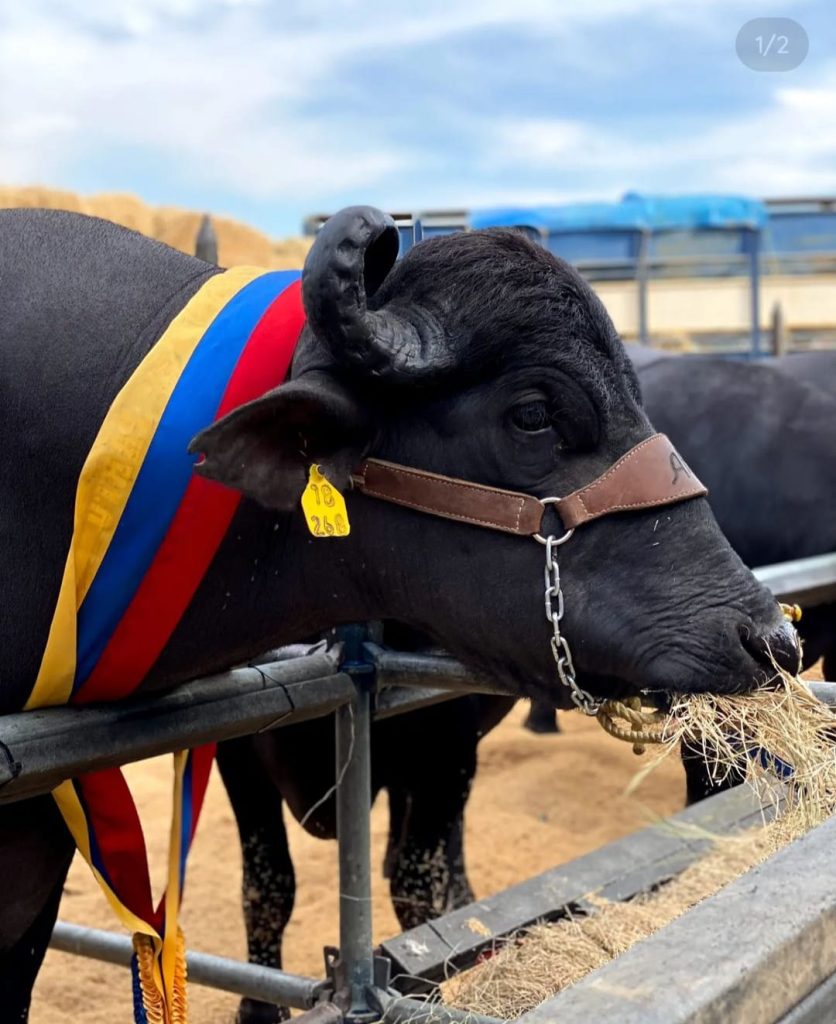Bufalo de Agua (Bubalus bubalis)