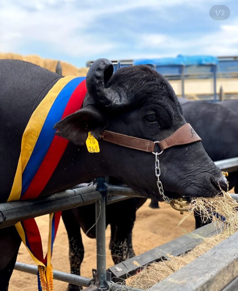 Bufalo de Agua (Bubalus bubalis)